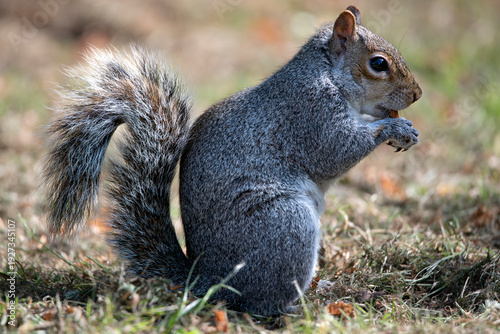 An Eastern Gray Squirrel (Sciurus carolinensis).