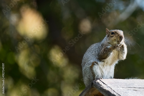 An Eastern Gray Squirrel (Sciurus carolinensis).
