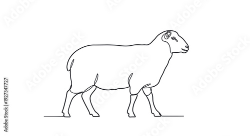 Minimalist sheep illustration, single line drawing, clean, modern farm animal.