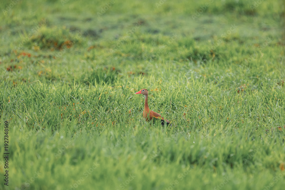 Fototapeta premium Black-bellied whistling duck standing in green grass field