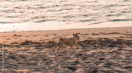 Slika na platnu Dog running on beach at sunset enjoying freedom