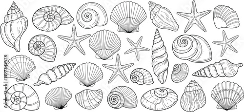 Seashells and starfish collection with various sea shells, ocean snails, scallops, and nautical marine life elements, cad drawing flat vector illustration.