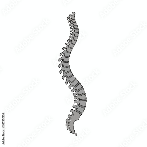 Elegant Illustration of a Curved Vertebral Column for Medical and Healthcare Design