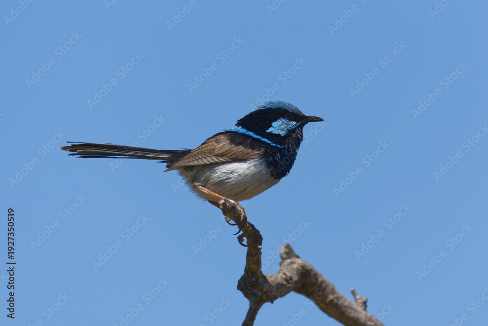 Fototapeta premium Splendid Fairy Wren