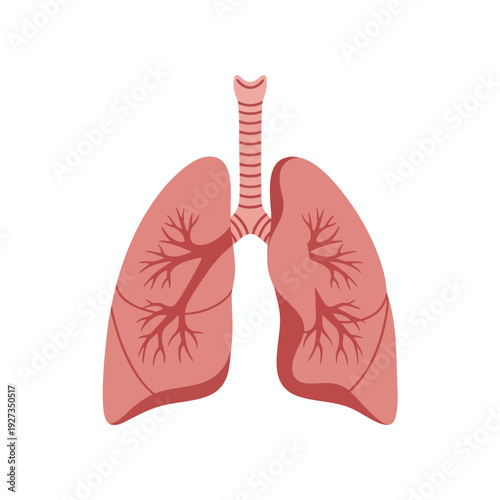 Illustration of Human Lungs with Breathing Pathways for Medical and Health Awareness