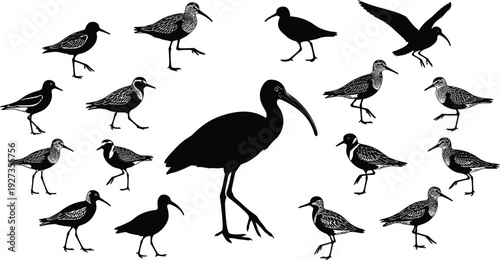 Shorebird and ibis silhouettes set, wading birds on beach, sandpiper, plover, and aquatic wildlife collection, coastal nature black vector illustration