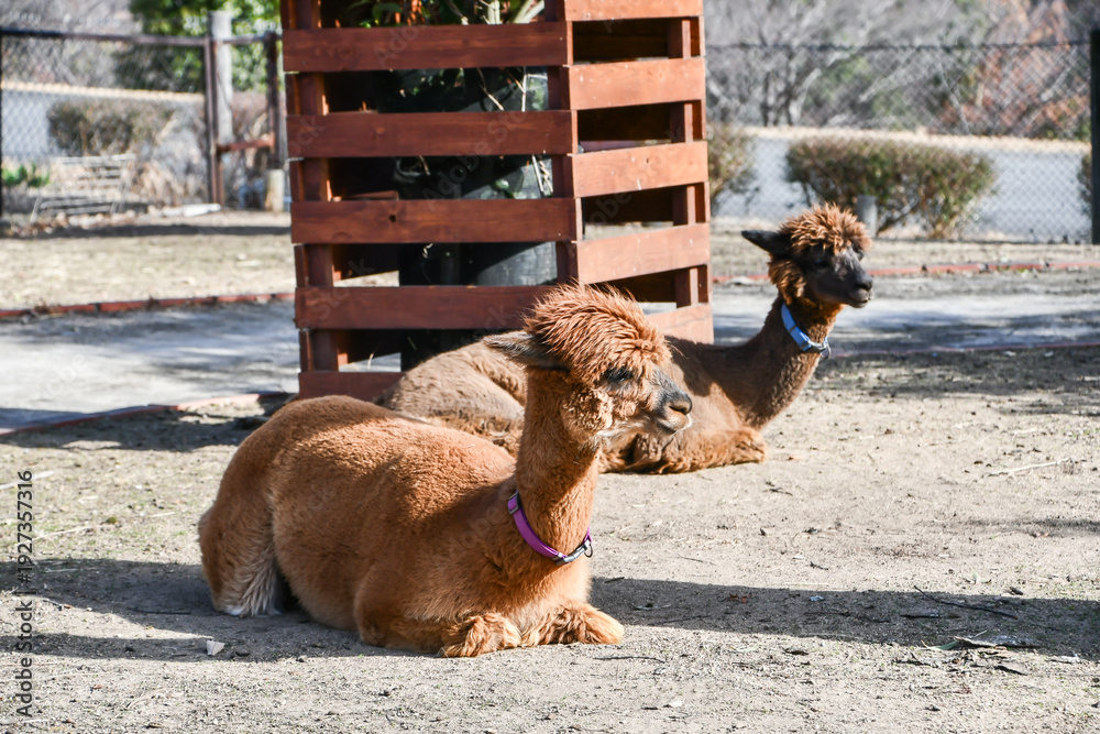 Fototapeta premium アルパカ Alpaca