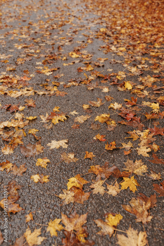 autumn leaves on the ground after a rain