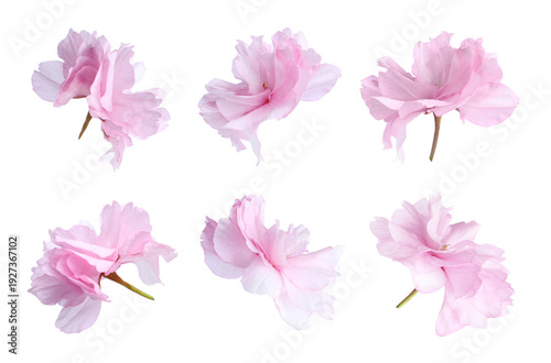 Spring sakura blossom. Flowers with pink petals isolated on white, set