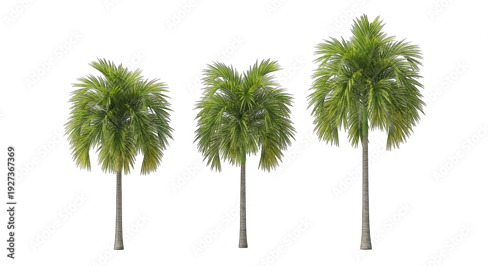Fototapeta premium Three palm trees isolated on transparent background