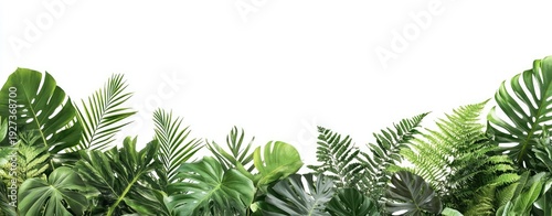 Lush green tropical foliage border