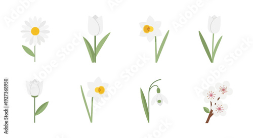 Set of Spring Flowers: Daisy, Tulip, Daffodil, Snowdrop, Cherry Blossom