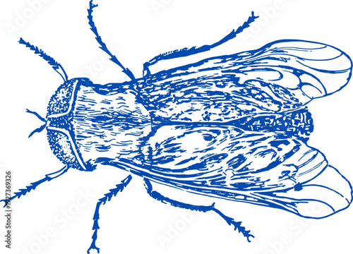 Vector illustration of house fly on white background. Icon of housefly, insect fly, Blue bottle fly or bottle bee. 