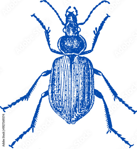 Vector of Calosoma sycophanta on white background. vector drawing forest caterpillar hunter, green beetle, Calosoma sycophanta , hand drawn insect isolated at white background