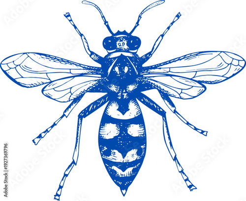 Engrave wasp hand drawn graphic. Vector illustration of a sketch hornet or bee. Dangerous striped insect. Dangerous wasp insect cartoon animal design vector illustration on white background. 