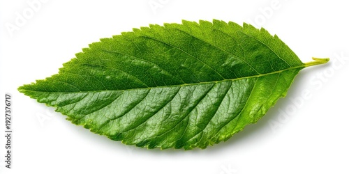 Vibrant green leaf