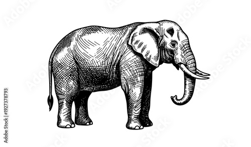 Vintage elephant engraving illustration in black ink etching style