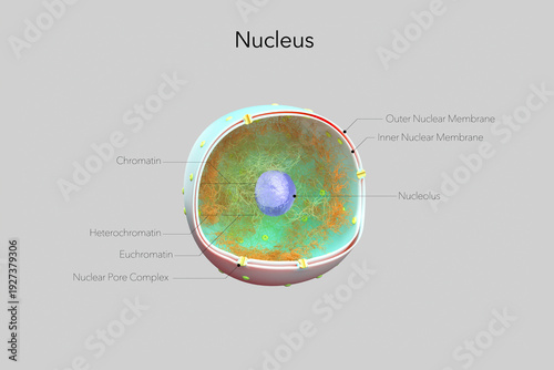 Tableau sur toile 3D rendered labeled diagram of a eukaryotic cell nucleus with chromatin, heterochromatin, euchromatin, nucleolus, inner and outer nuclear membranes, and nuclear pore complexes