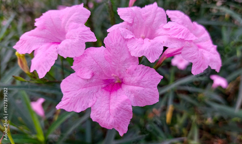 Foto The pink flowers of the Mexican Petunia plant, whose scientific name is Ruellia simplex