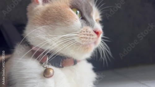 A beautiful female calico cat relaxing comfortably in a calm environment. With her distinctive tri-color fur pattern of orange, black, and white, she enjoys a peaceful moment of rest, showing a gentle