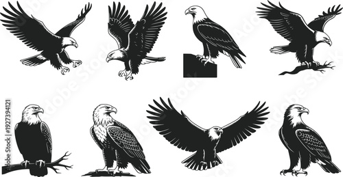 Detailed black and white vector illustrations of bald eagles in flight, perched, and landing poses, showcasing wings, talons, and iconic features for creative design concepts
