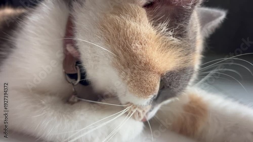 A beautiful female calico cat relaxing comfortably in a calm environment. With her distinctive tri-color fur pattern of orange, black, and white, she enjoys a peaceful moment of rest, showing a gentle