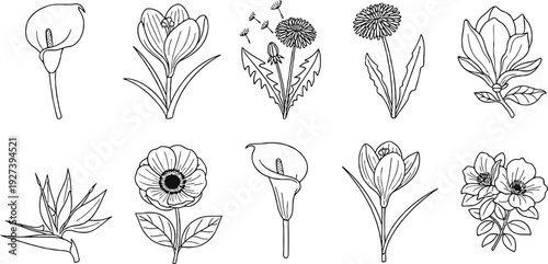 Foliage silhouette collection. set of botanical black elements in flat style isolated on white background. Vector