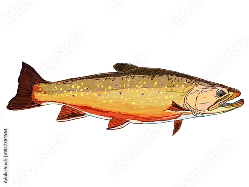 A colorful Brook Trout