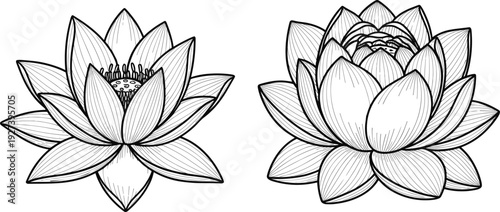 Detailed lotus flower line drawings with layered petals and seed pod variations, black and white botanical artwork for design, education, and creative illustration projects