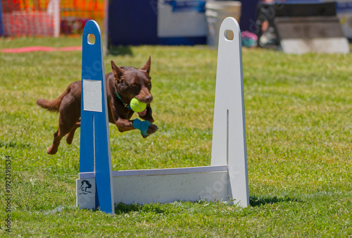 Canvastavla Kelpie playing flyball