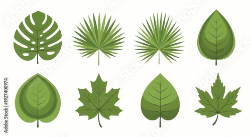 Collection of various green leaves and foliage from different plants and trees displayed together