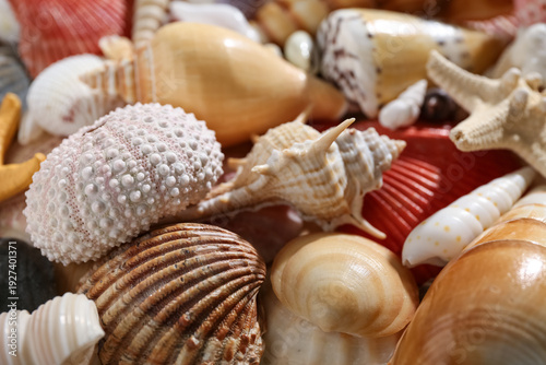 Many different seashells as...