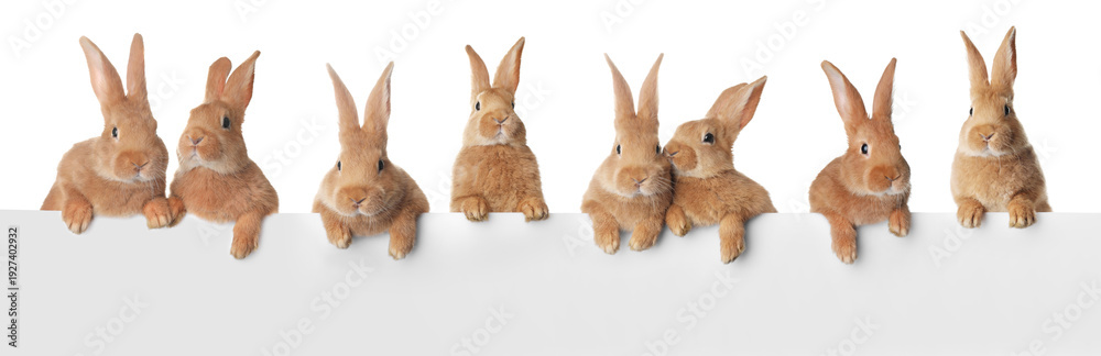Obraz premium Brown rabbits peering out of banner on white background
