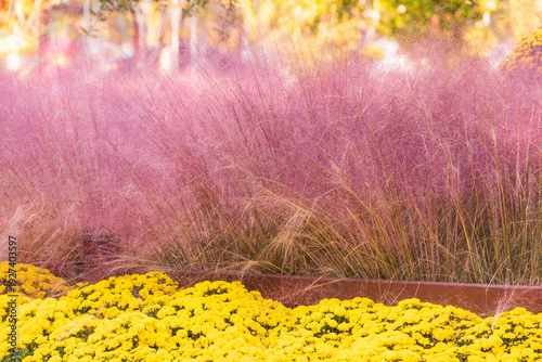 Pink Muhly Grass with Yellow Flowers in a Garden Bed