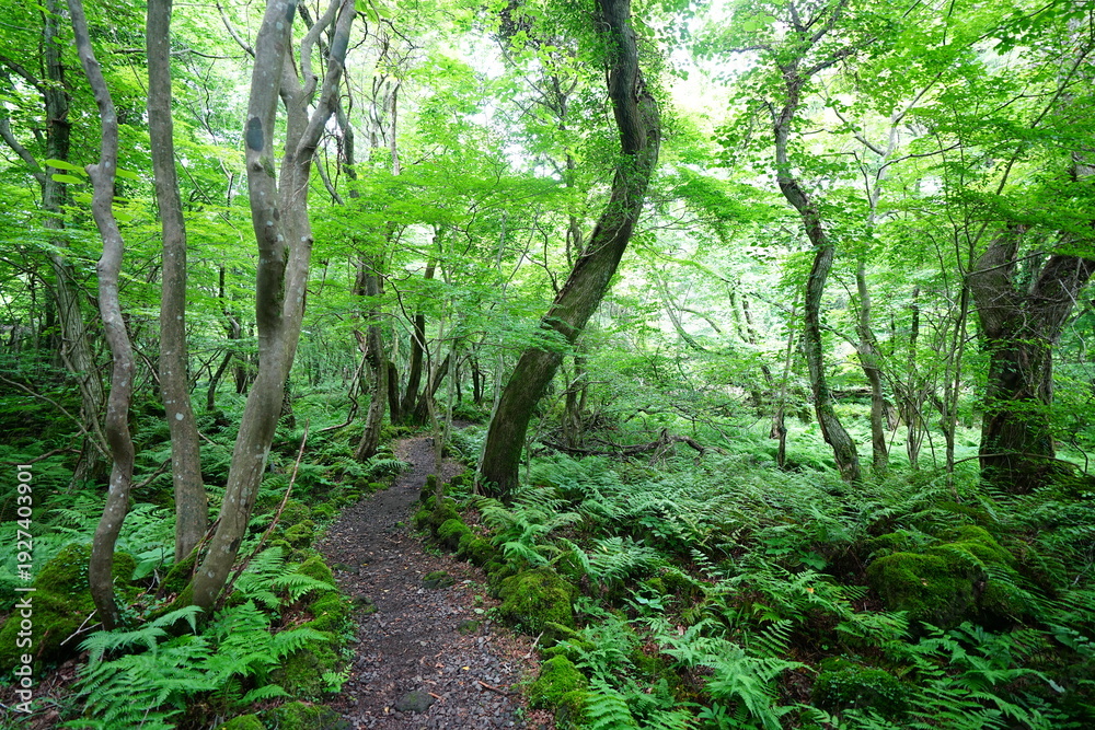 Fototapeta premium spring pathway through mossy rocks and old trees