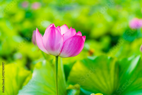 Lotus flower on the water