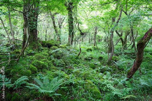 Foto dense primeval forest in the spring sunlight