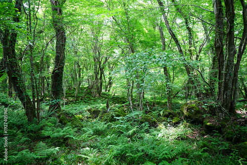 Φωτογραφία dense primeval forest in the spring sunlight