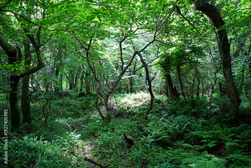 Φωτογραφία dense primeval forest in the spring sunlight