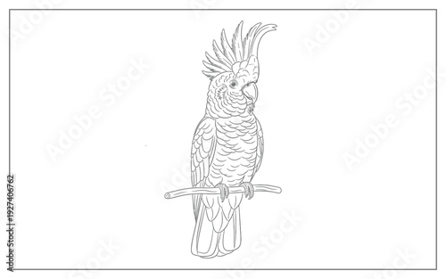 Detailed Black and White Sketch of a Cockatoo with Crest on a Branch, Line Art Illustration of an Exotic Bird for Coloring and Graphic Design