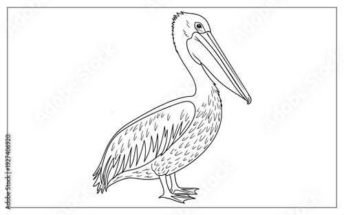 Detailed Pelican Bird Illustration Standing Profile, Black and White Line Art Drawing of Coastal Wildlife for Coloring or Design