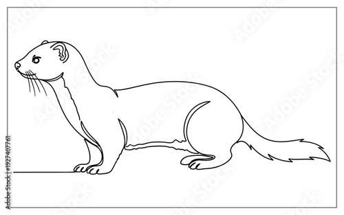 Elegant line drawing of a stoat or ermine, black ink sketch on white, representing a sleek and wild animal