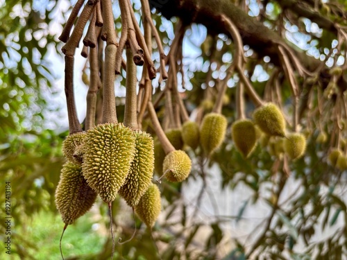 Young, small durian trees, requiring special nurturing and care, are growing into mature durian fruits in the future. This is part of tropical fruit production, the 