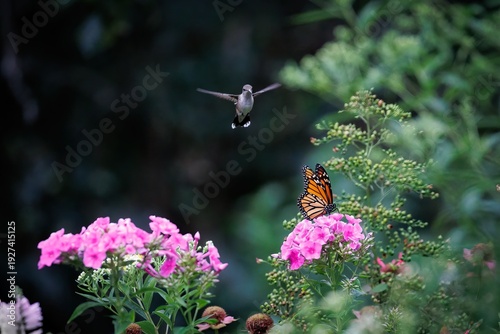 While a hummingbird is flying to a flower a butterfly lands on the flower, stopping the hummingbird in mid air. The scene is peaceful and serene