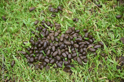 Capybara feces on the grass, droppings from a herbivore rodent animal in the wild.