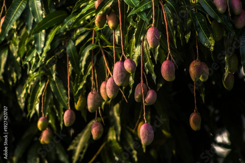 Close-up of ripe Tommy Atkins mangoes hanging from a lush green mango tree branch under the sun in Brazil