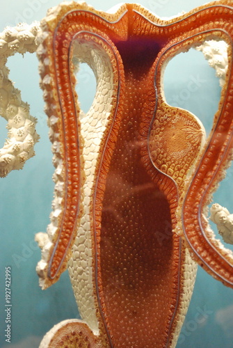 Photography starfish in the aquarium