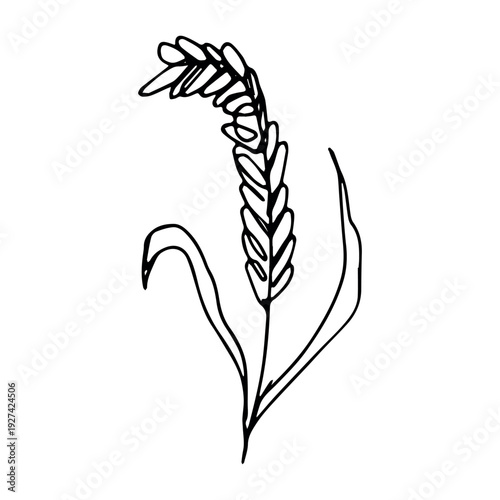 Hand drawn cereal wheat oat rye barley rice ears spikelet clipart Organic wheat bread agriculture farming harvest healthy food Single element for print packaging label design decor