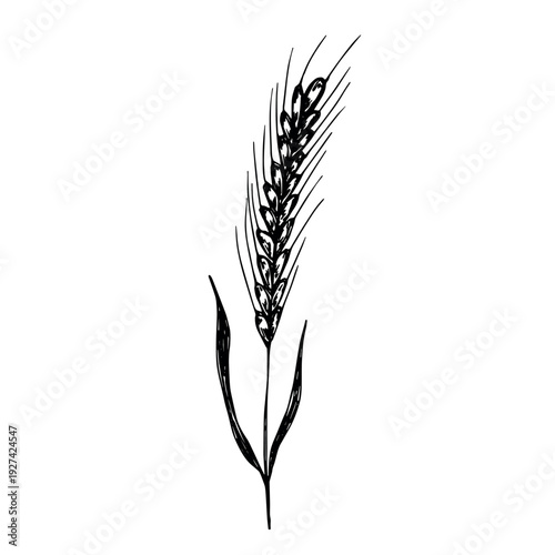Hand drawn cereal wheat oat rye barley rice ears spikelet clipart Organic wheat bread agriculture farming harvest healthy food Single element for print packaging label design decor