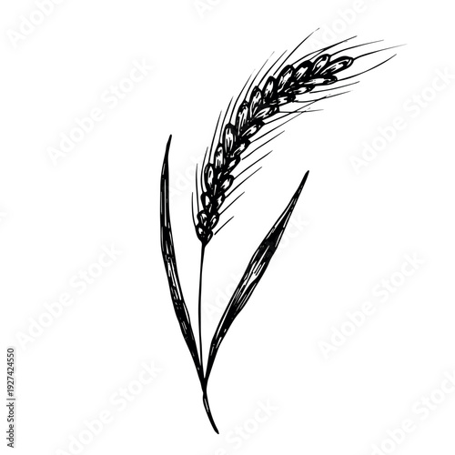 Hand drawn cereal wheat oat rye barley rice ears spikelet clipart Organic wheat bread agriculture farming harvest healthy food Single element for print packaging label design decor